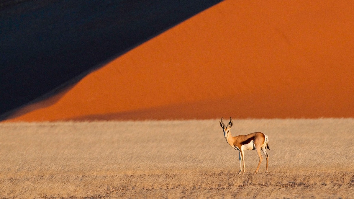 sossusvlei springbok