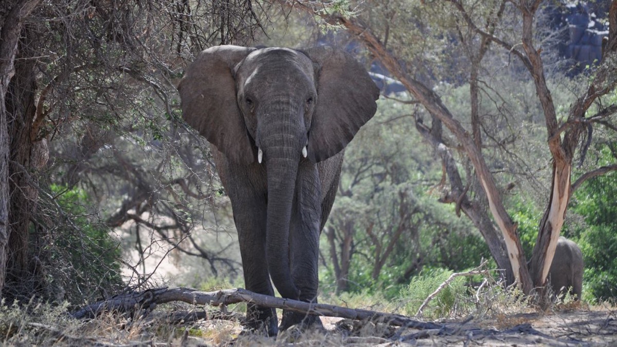 desert elephant huab river